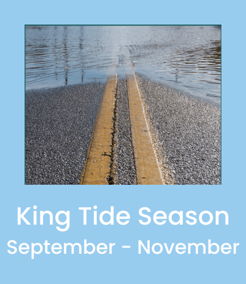 King Tide City News