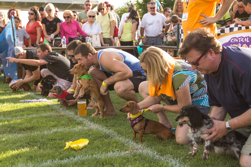 Dachshund Dash Race
